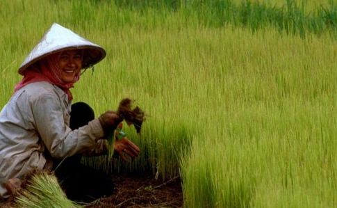 agricultura_China